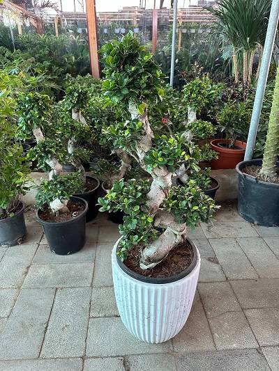 Ficus bonsai with ceramic pot