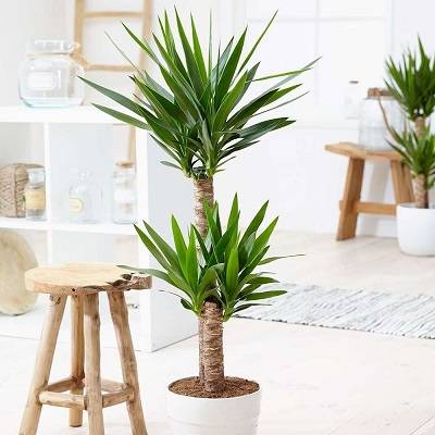 Yucca elephantipes | Spineless Yucca