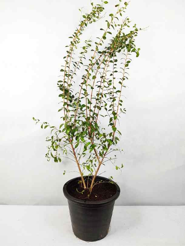 Lawsonia Inermis (Mehendi Plant)