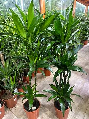 Dracaena fragrans 'Janet Craig' | Corn Plant | 