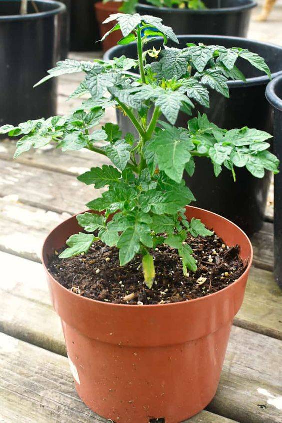 Tomato plant