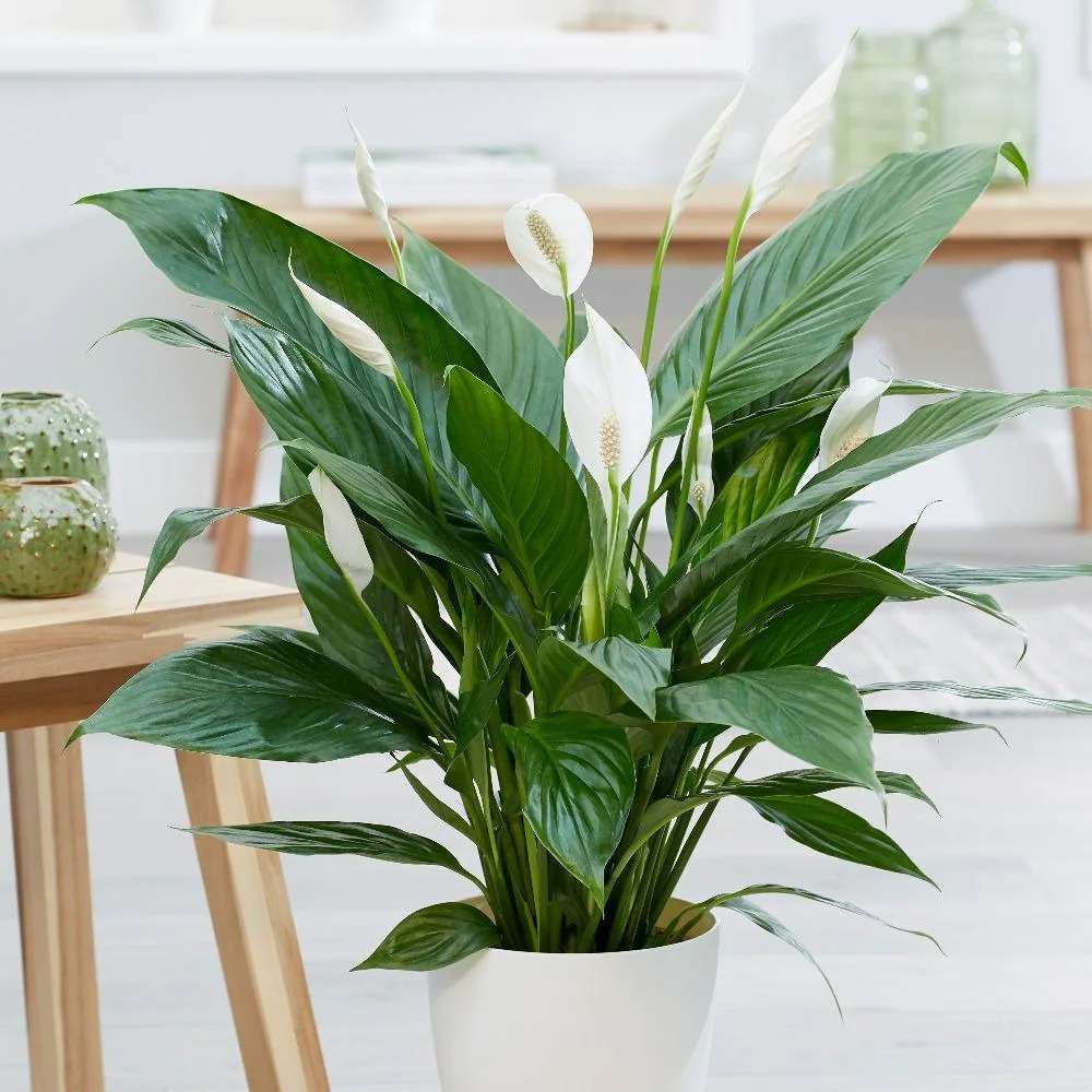 Spathiphyllum or Peace Lily 