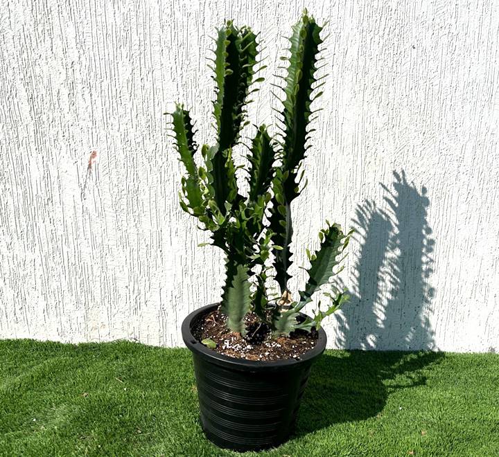 Euphorbia trigona “Candelabra Cactus” 0.6-0.8m