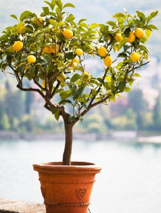 Citrus Lemon (Lemon Tree) - Spain