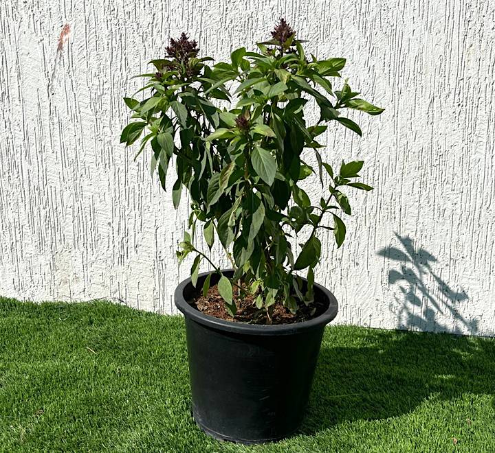 Ocimum Basilicum or Rehan Herb 30 – 50cm