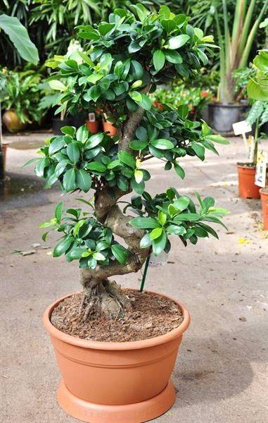 Ficus (S-shape) Bonsai