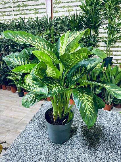 Dieffenbachia or Tropic Snow