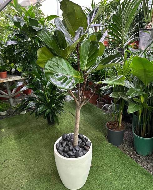fiddle tree long PROMO