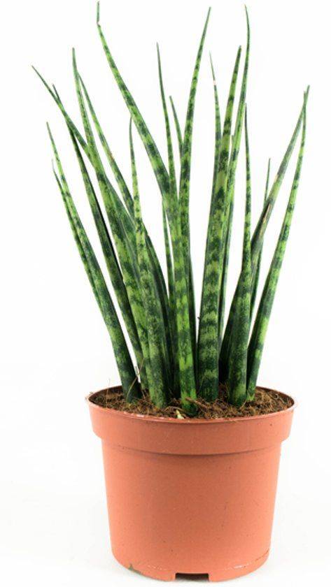 Sansevieria Desertii 