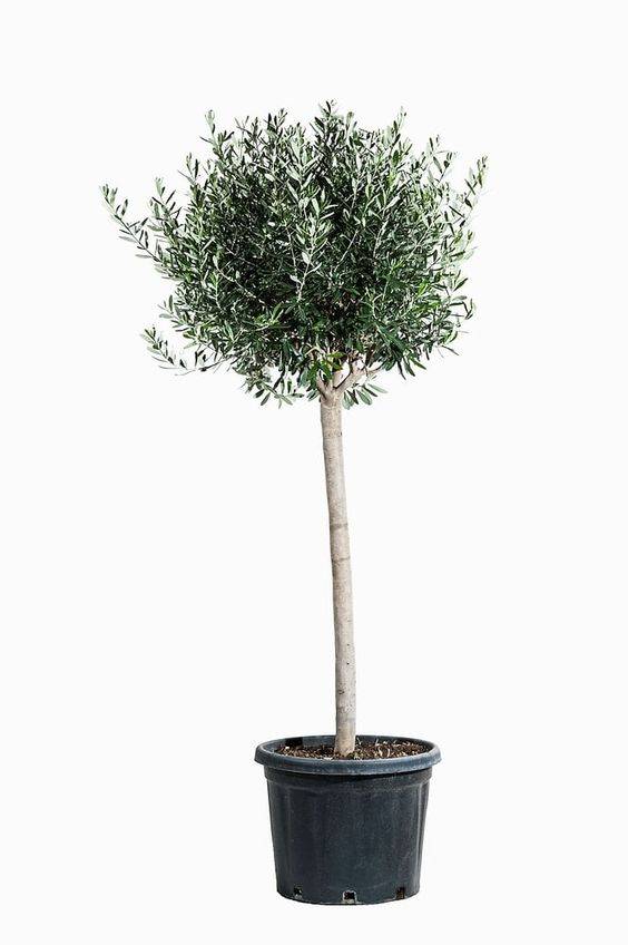 Olea europea