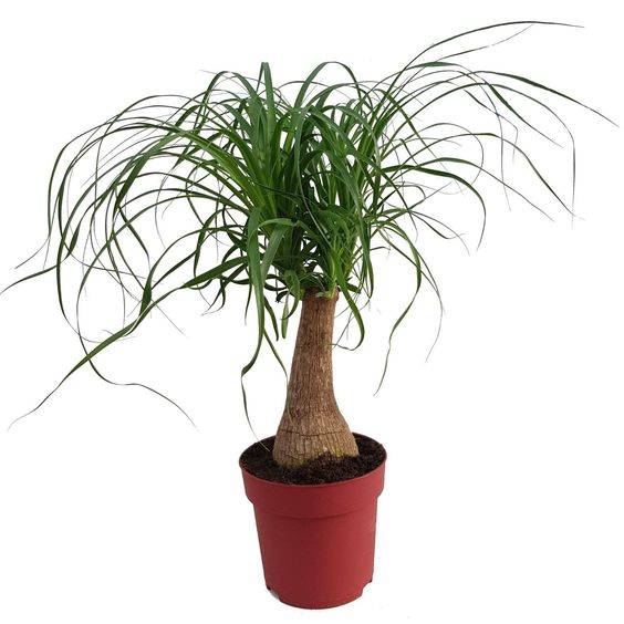 Beaucarnea recurvata