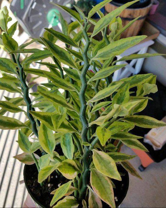 Pedilanthus Green