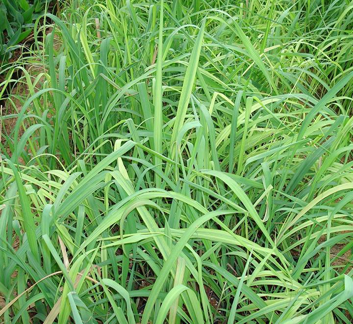 Lemon Grass or Cymbopogon citratus 40 – 60cm