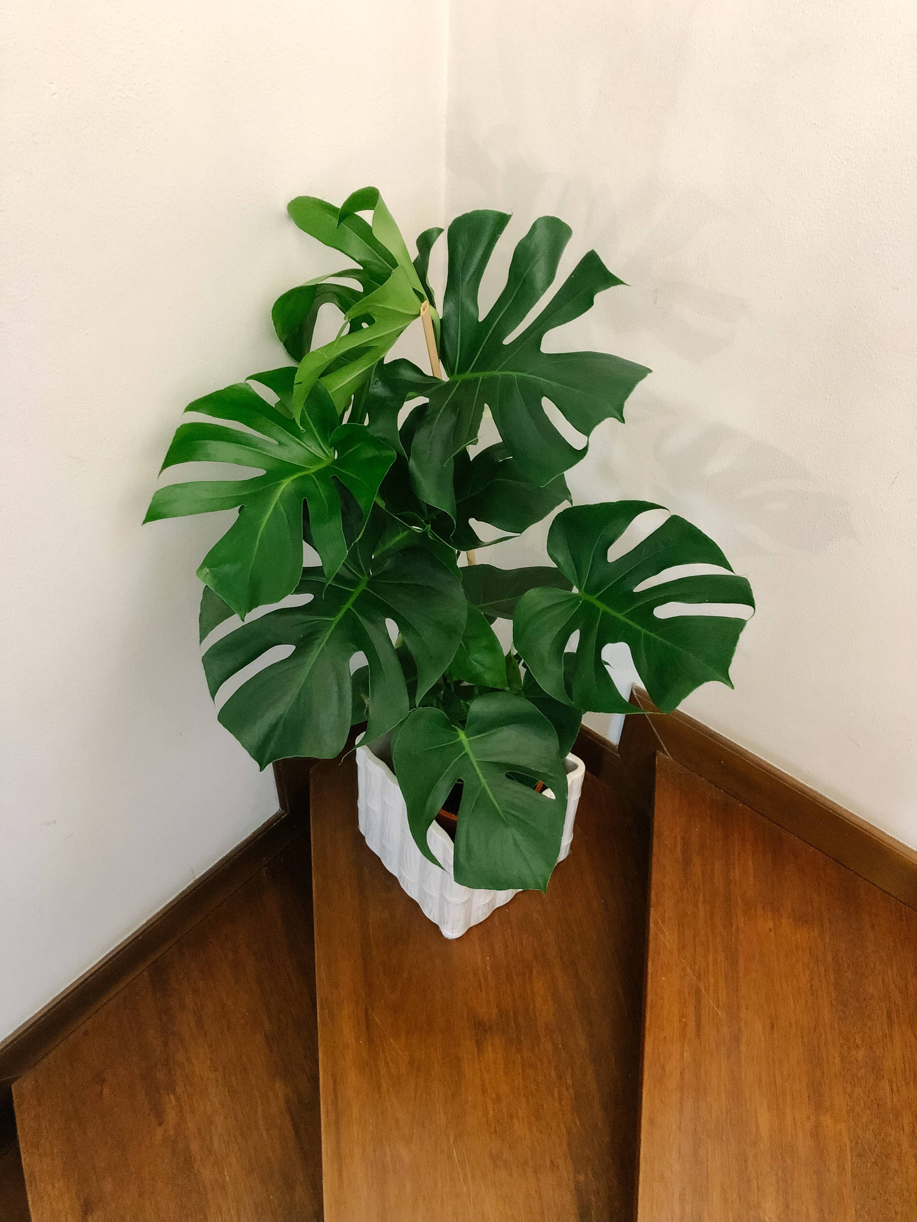 Monstera deliciosa | Swiss cheese plant