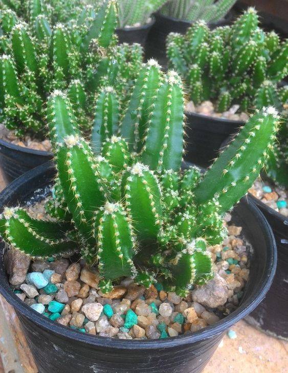 Cereus Peruvianus