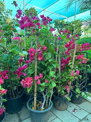 Bougainvillea spectabilis “30 to 160cm” Dark Pink