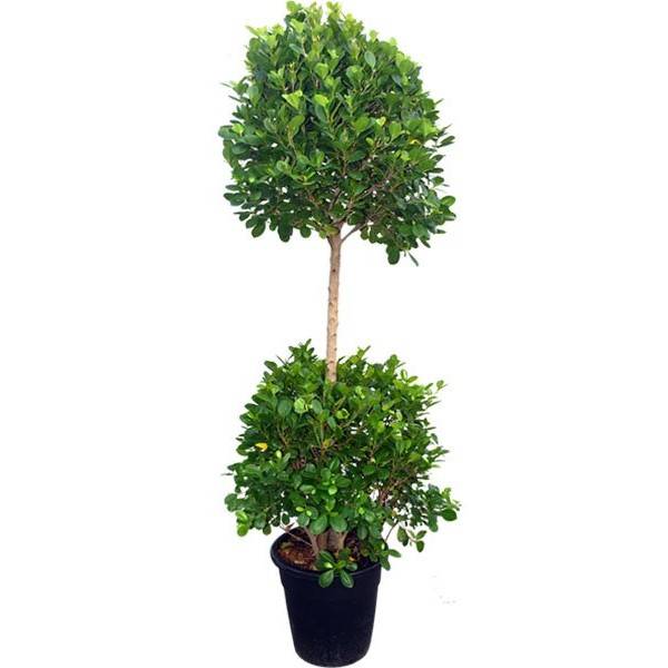Ficus diversifolia “Two Heads” 1.0 – 1.3m