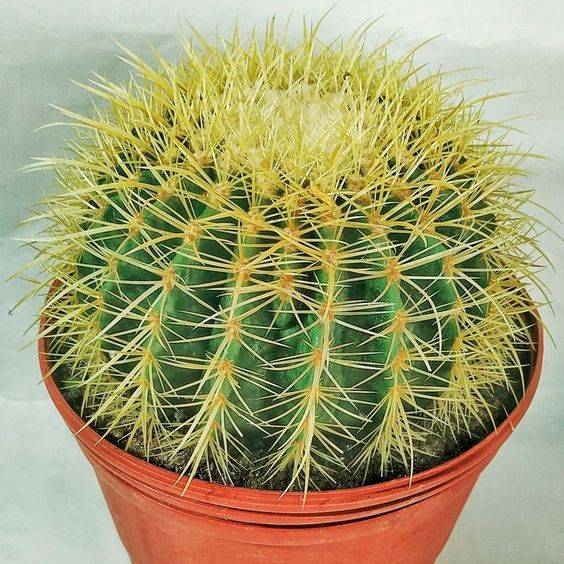 Golden Barrel cactus (Echinocactus grusonii)
