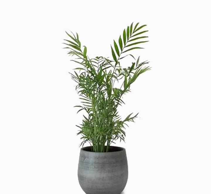 Chamaedorea elegans, Parlour Palm or Bamboo Palm