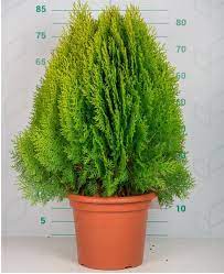 Thuja orientalis