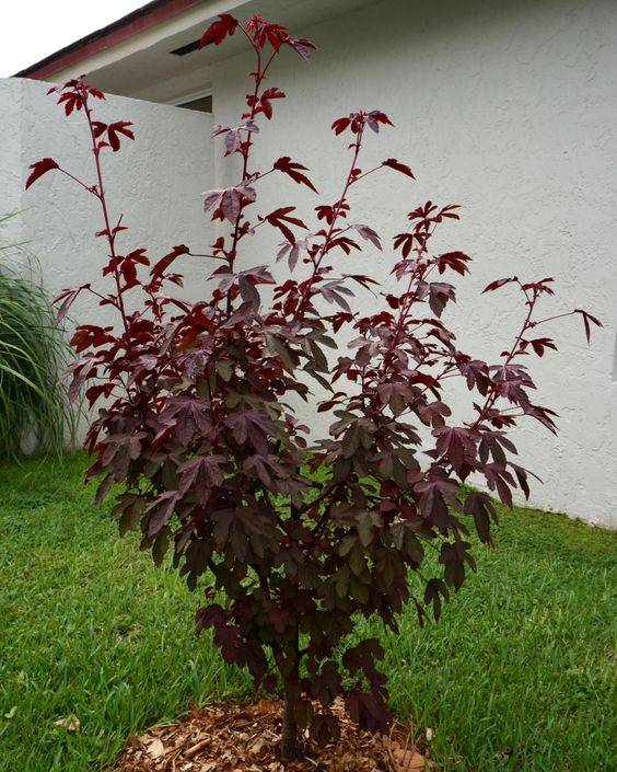 Hibiscus acetosella (cranberry hibiscus)