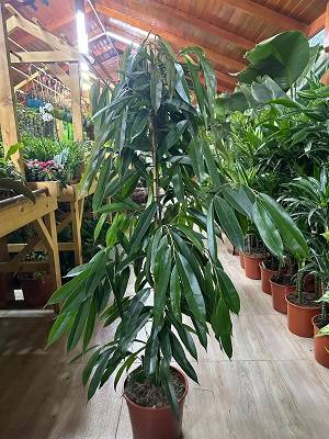 Ficus Amstel  Queen
