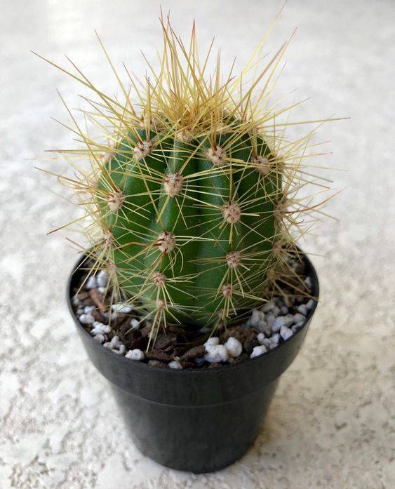 Echino Cactus