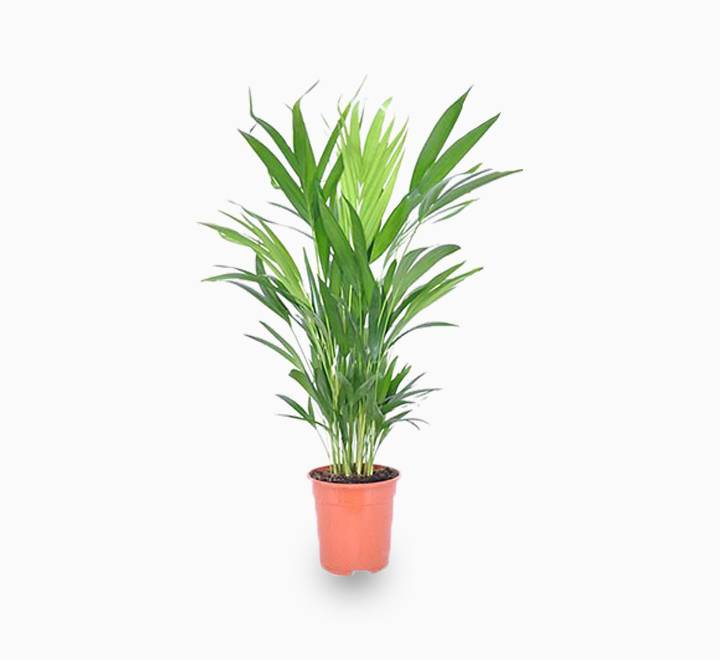 Home Garden Plants Online