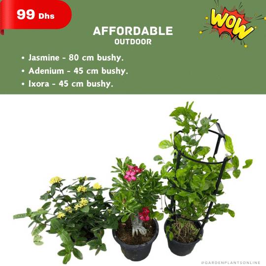 Wow Offer - Affordable Outdoor