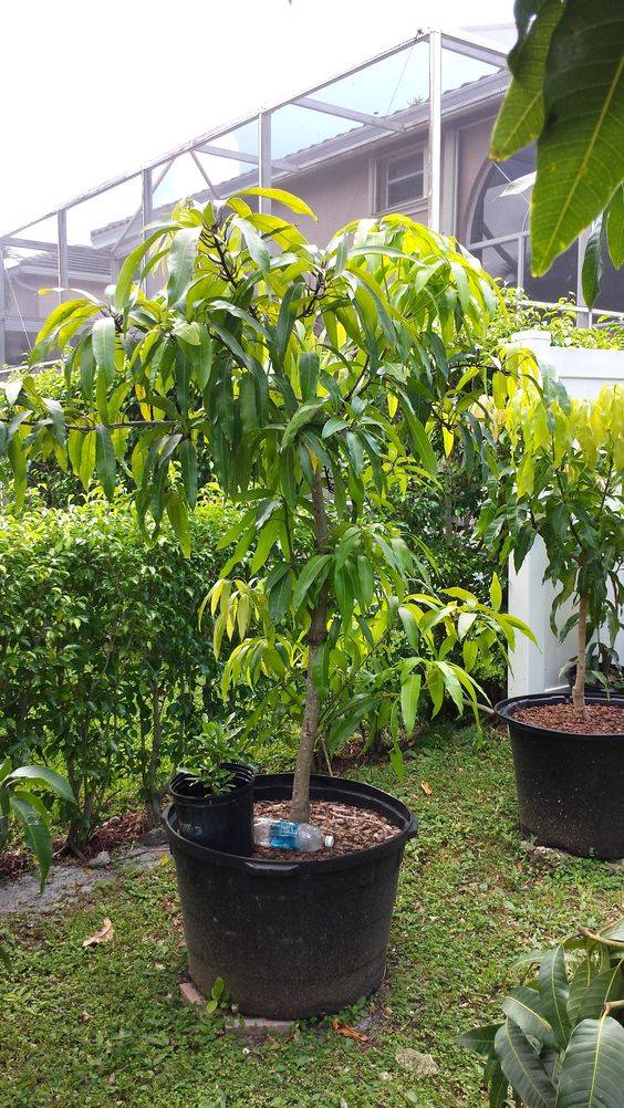 Mangifera indica