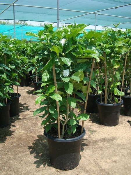 Tabernaemontana divaricata