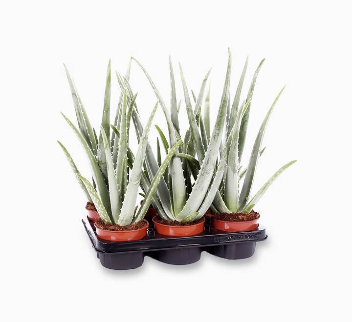 Aloe vera “Indoor” or Medicina Aloe 25-30cm الألوة فيرا