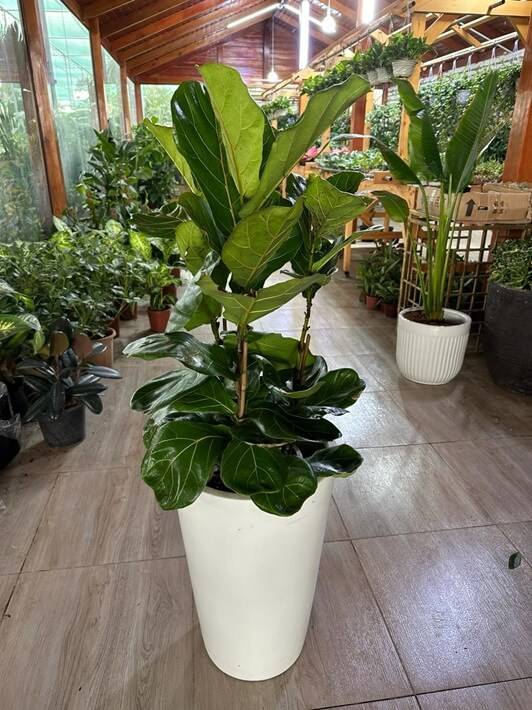 Bushy Fiddle in long pot PROMO