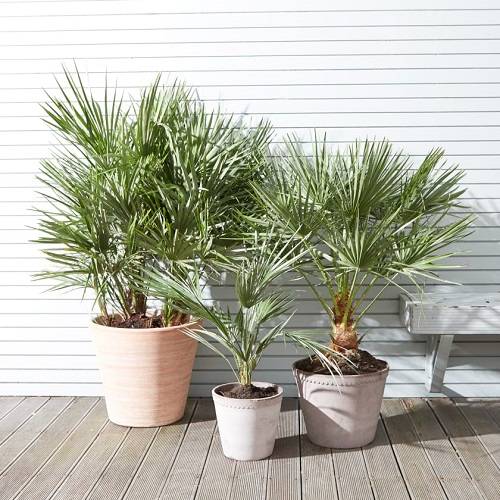 Chamaerops humilis (European Fan Palm)