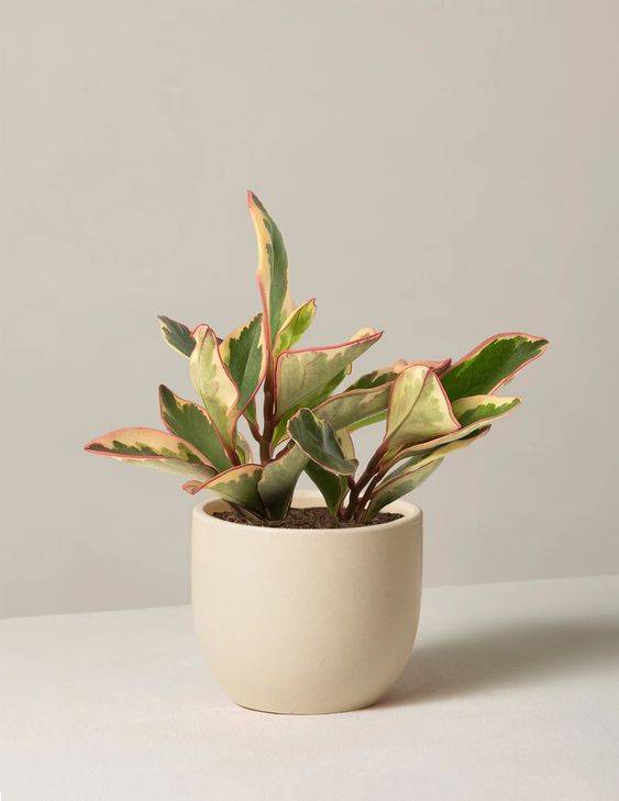 Peperomia Ginny or Tricolor Peperomia