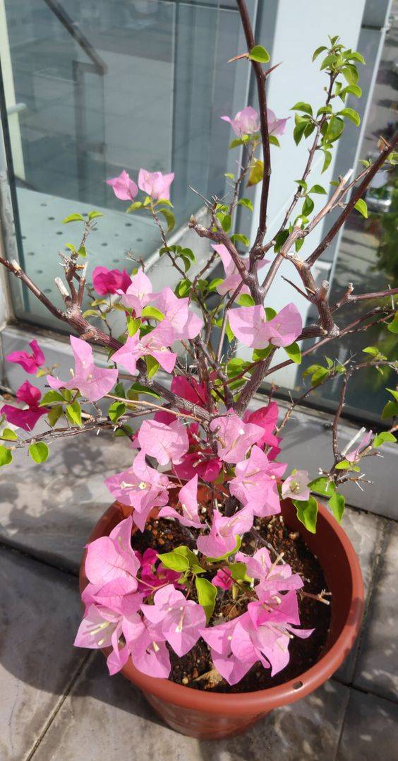 Bougainvillea Cocoice 