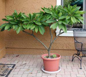 Plumeria Obtusa 