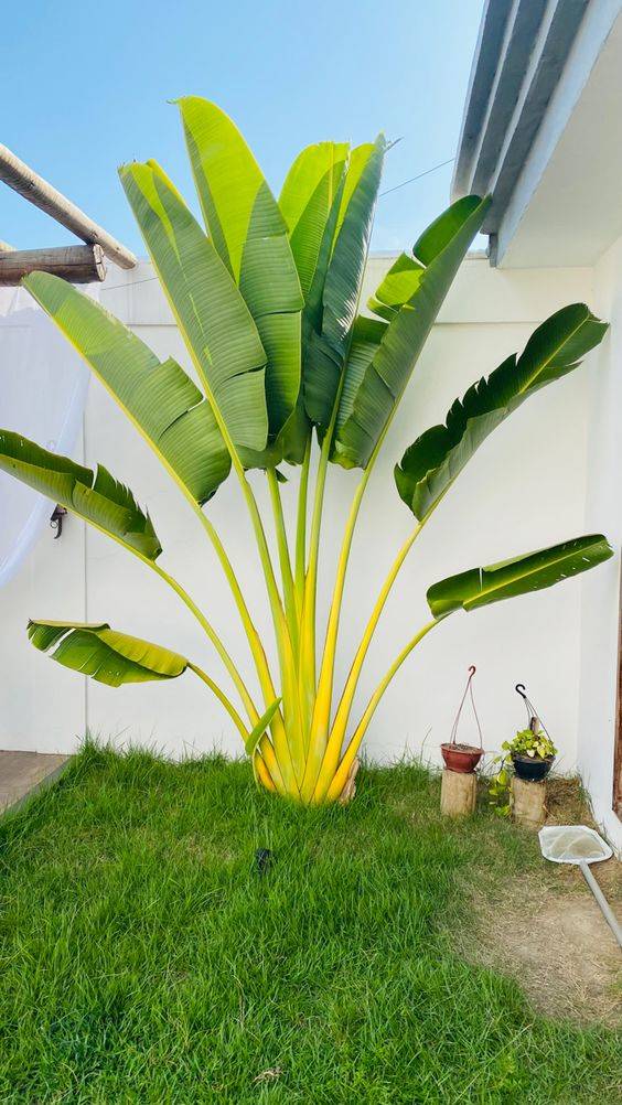 Traveller's Palm (Ravenala madagascariensis)