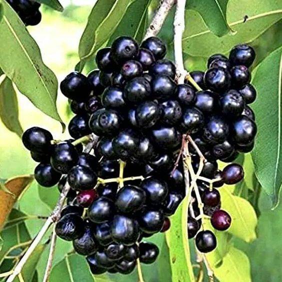 Syzygium cumini (jamun-jambolan)