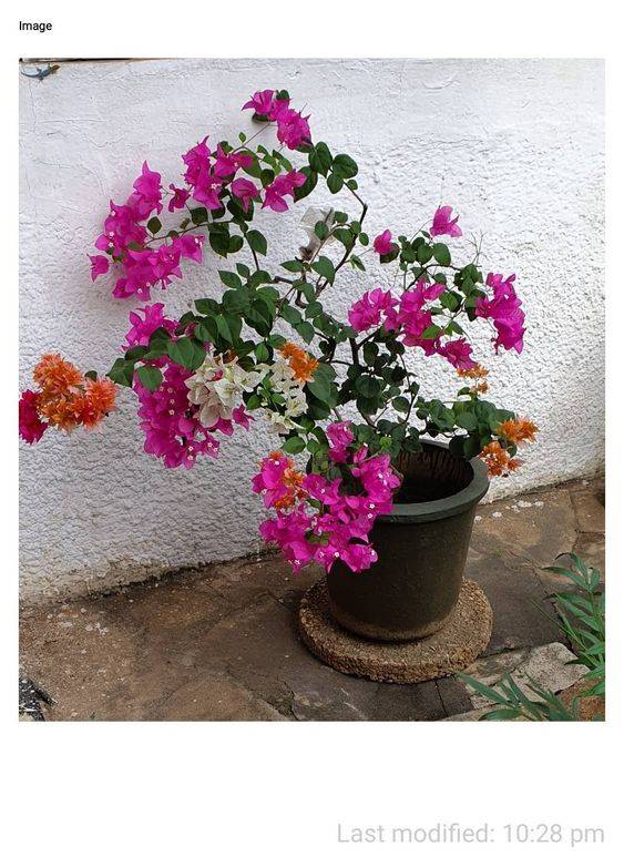 Bougainvillea (Pink Pixie)