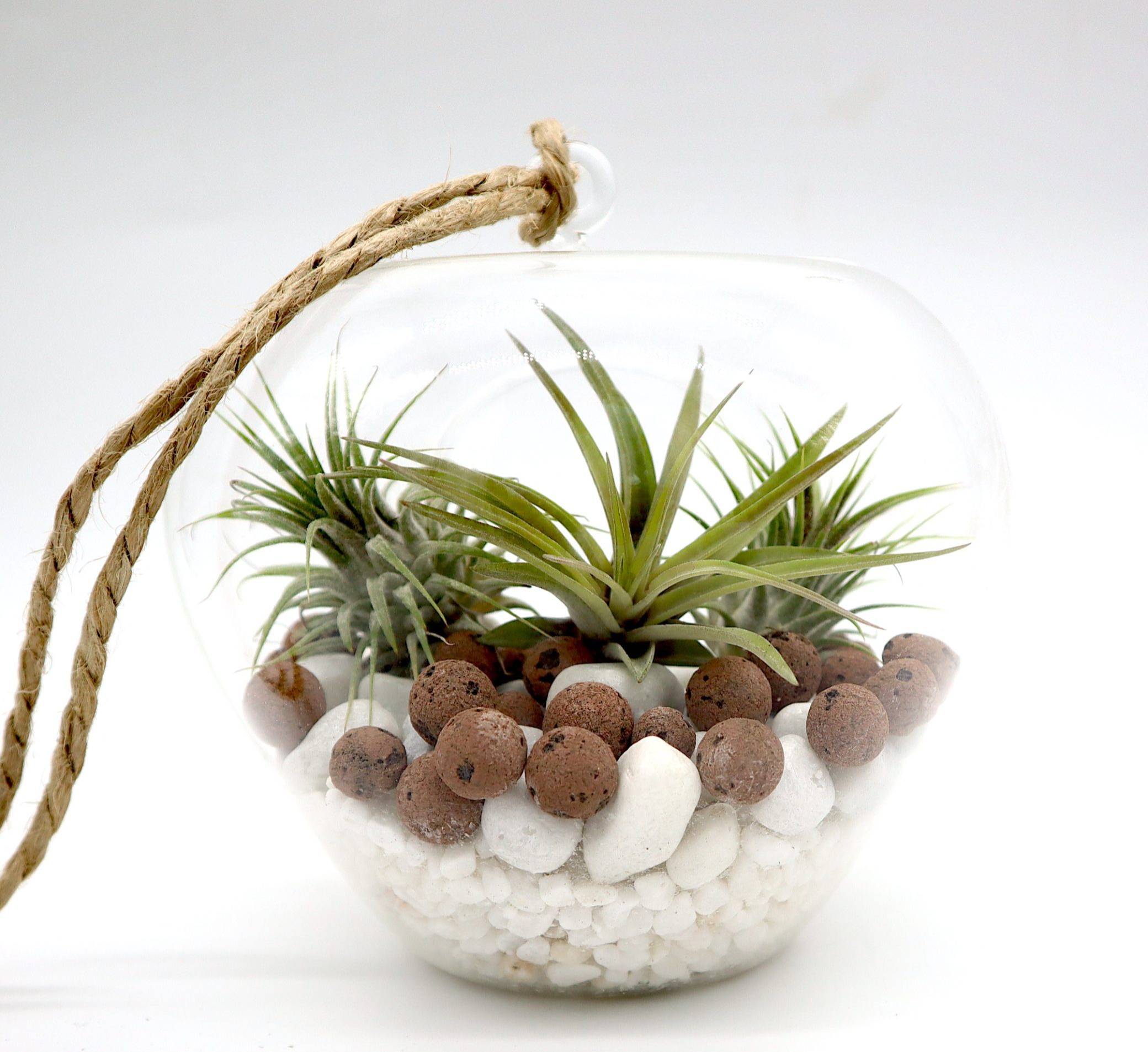 Air Plants Tillandsia Assorted in Hanging Transparent pot “Terra
