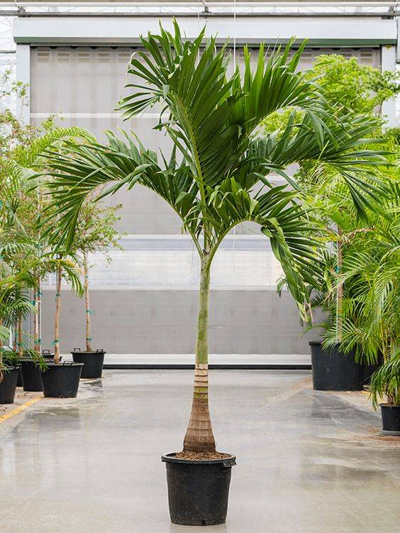 Veitchia merrillii (Manila Palm)