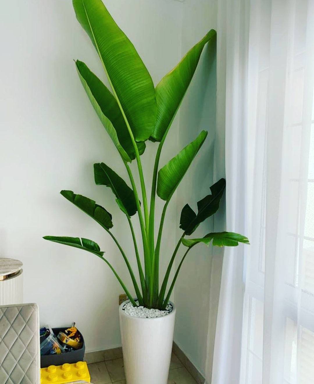 TRAVELLER PALM - BIG - WOW OFFER