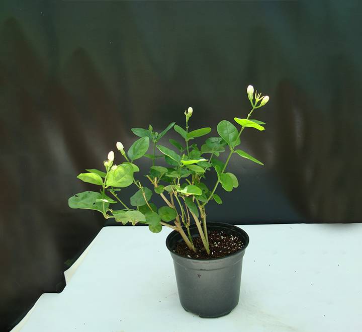 Jasminum sambac “The Arabian Jasmine”