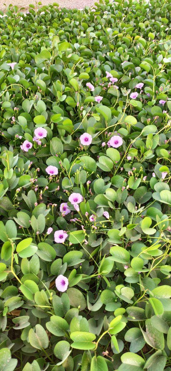 Ipomoea pes-caprae (Railroad Vine)