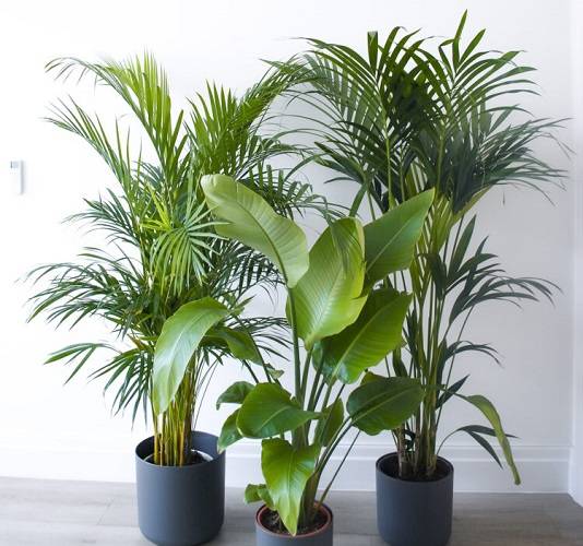 Shows topper Plant Bundle