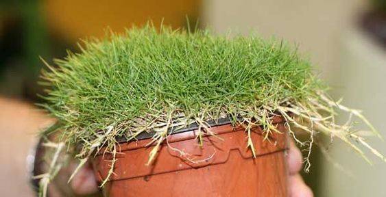Zoysia Japonica