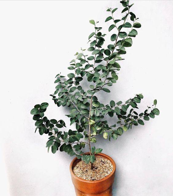 Ziziphus Spina Christi