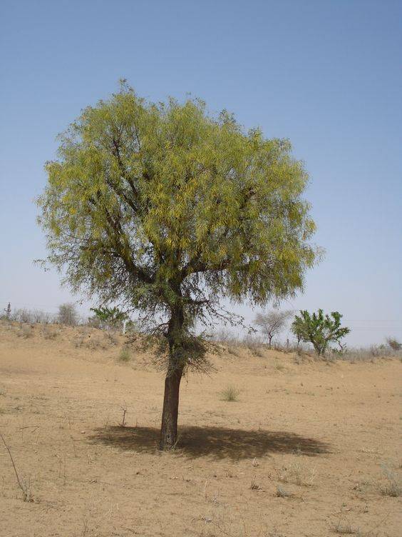 Ghaf Tree (Prosopis cineraria)