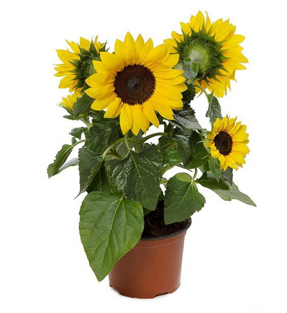 Helianthus annuus (common sunflower)